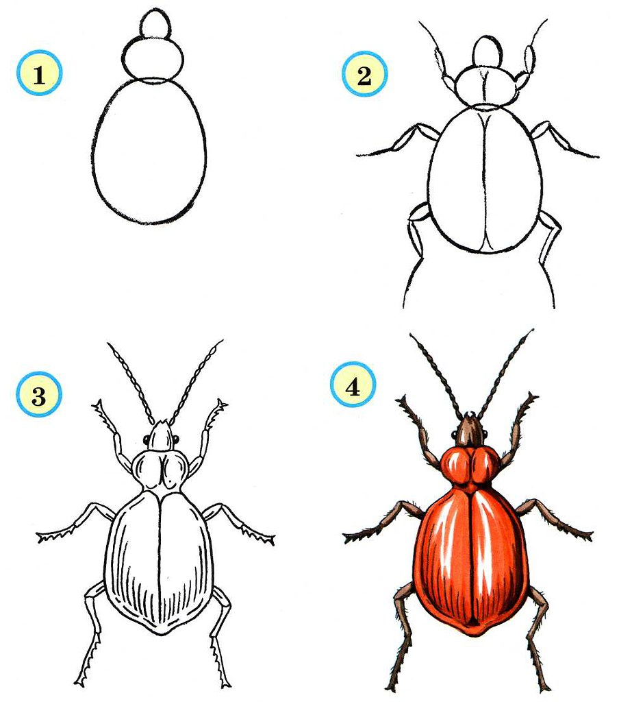 Рисовать насекомых карандашом