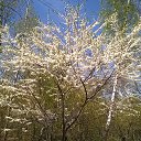 ���� �������, ������ - ��������� 7 ��� 2015 � ������ ��������