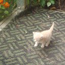 ������ �������� �� ������� ������ ����