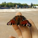 ���� ���������, ��������, 38 ��� - ��������� 12 ������� 2015 � ������ ������ ��������