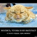 ���� �����, �����������, 42 ���� - ��������� 18 ���� 2015 � ������ ���� ����������