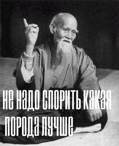 Английский бультерьер. - 5 июня 2015 в 10:30