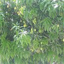    -  ,  -  31  2015   .  2015. Vinpearl.  7-.