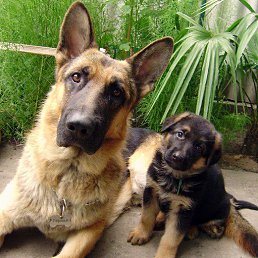 ������, �������, 38 ���