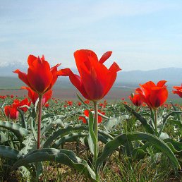 ���� ��������, ����������, 63 ���� - ��������� 26 ���� 2015