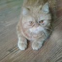 ���� ���, ������������, 64 ���� - ��������� 20 ������� 2015