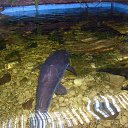 ���� ���������, �����, 27 ��� - ��������� 14 ���� 2015 � ������ ���� ����������