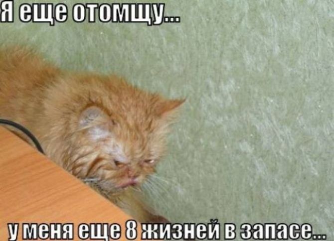 Я буду мстить и мстя моя страшна. Я вам отомщу. Кот я отомщу. Месть кота. Я им всем отомщу.