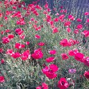 ���� �����, ���������, 56 ��� - ��������� 24 ������� 2015 � ������ ���� ����������