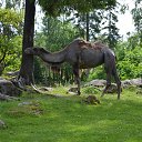 ���� �������, �����-���������, 44 ���� - ��������� 5 ��� 2015 � ������ ���� ����������