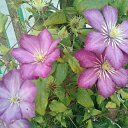  , , 49  -  20  2015    -2015