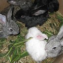 ���� ���100 �@�����, ��������� - ��������� 26 ������� 2015 � ������ ���� ����������