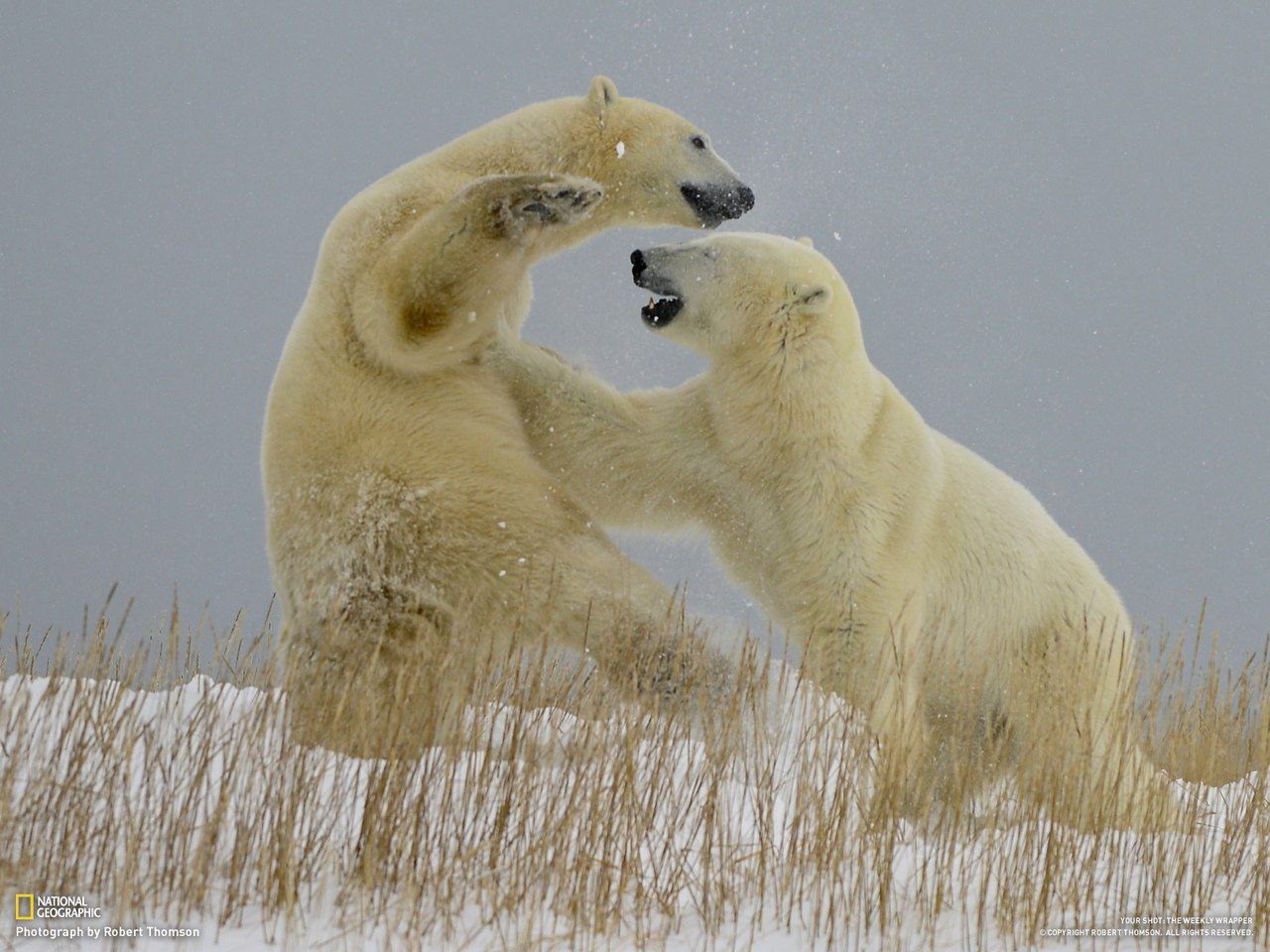 Белый медведь борьба. Белый медведь National Geographic. Схватка белых медведей. Борьба с белым медведем. Два белых медведя.