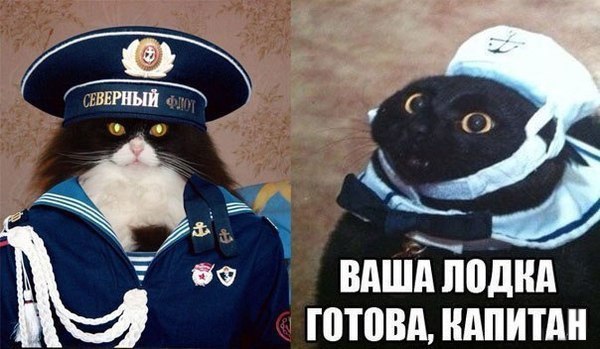 Кот матрос интернет магазин