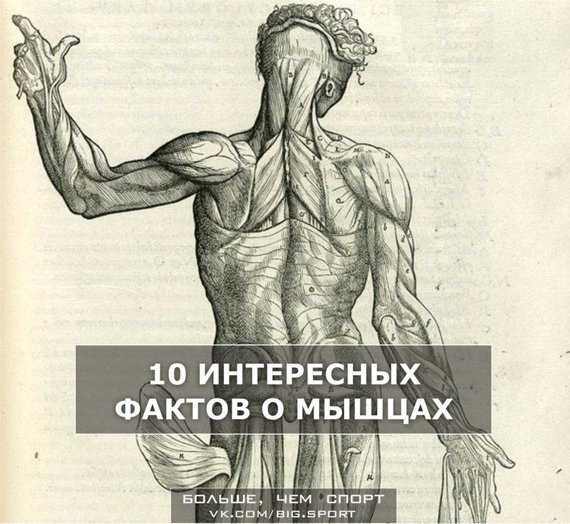 Коды легенды о мышцах. Интересные факты о мышцах. Интересные факты о мышцах человека. Легенды о мышцах. 6 Интересных фактов о мышцах 3 класс.