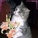 ���� �������, ������, 77 ��� - ��������� 14 �������� 2015 � ������ ���� ����������