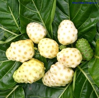 НОНИ.или убийца 101 болезни (обычное название - Morinda Citrifolia), содержит в себе порядка 200 ...
