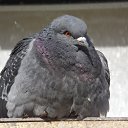 ���� �������, ������������, 50 ��� - ��������� 19 �������� 2015 � ������ ���� ����������