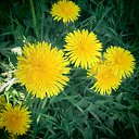 ���� �����, �����, 64 ���� - ��������� 2 ��� 2015 � ������ ������ ��������