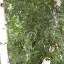 ���� ���������, ������� - ��������� 12 ������� 2015 � ������ ���� ����������