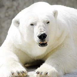 ��������, �������, 44 ����