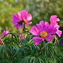  Nta-., - -  25  2015      .