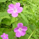 ���� ���, ������, 64 ���� - ��������� 2 ���� 2015 � ������ ���� ����������