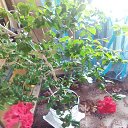 ���� ���������, �����, 85 ��� - ��������� 22 ��� 2015 � ������ ������ ��������