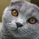 ���� �������, �����-���������, 37 ��� - ��������� 2 ��� 2015 � ������ ������ ��������