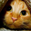 ���� ������, ��������, 61 ��� - ��������� 3 �������� 2015 � ������ ���� ����������