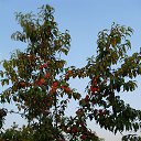 ���� ��� ��������