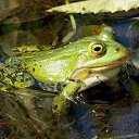 ���� �����, �����, 64 ���� - ��������� 9 ���� 2015 � ������ ����� ���� ���� (07.06.2015)�