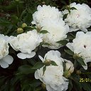 ���� �����, �����, 83 ���� - ��������� 16 ���� 2015 � ������ ������ ��������