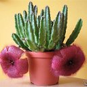 stapelia gigantea    :  