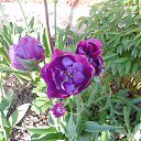 ������� ����� �������� �� ������� ���� ��������� ������