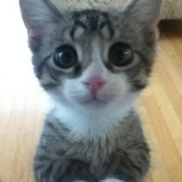 ���� ��������, ������, 56 ��� - ��������� 15 ���� 2015