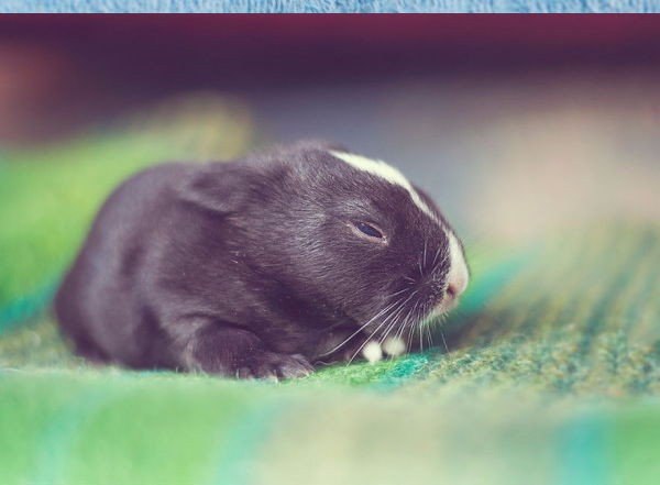      .#animal@travel.blog - 3