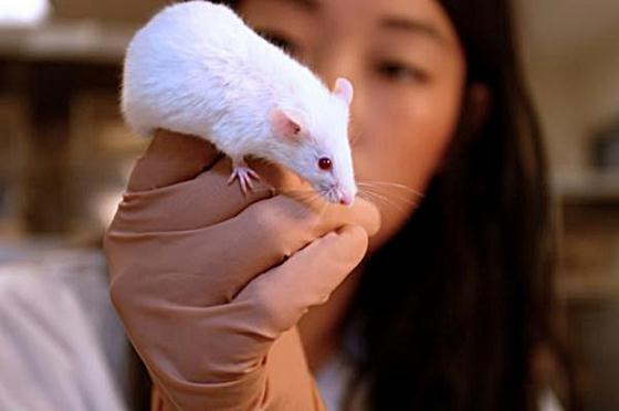 Животный страх. Крысы.(Animal Nightmares. Rats)Боитесь ли вы животных? Нет, речь не о пушистых ... - 2