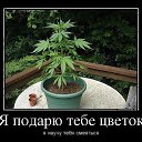  K A R O L I N A,  -  1  2015    