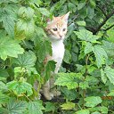 ���� �������, ������, 71 ��� - ��������� 25 ���� 2015 � ������ ���� ����������