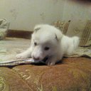 ���� ��������, ��������, 31 ��� - ��������� 20 ��� 2015 � ������ ��� ��� ����