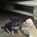 ���� ������, ����, 44 ���� - ��������� 22 ���� 2015 � ������ ������ ��������