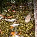 ���� ���������, �����, 27 ��� - ��������� 14 ���� 2015 � ������ ���� ����������