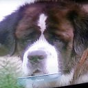 ���� ������, ���, 67 ��� - ��������� 16 ������� 2015 � ������ �������� ��������