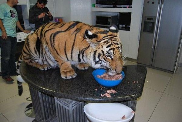 �������� ���� �� ������ ����. ��� ����� ���� �� ���������� ����-������������ ������� ������ ���� ...