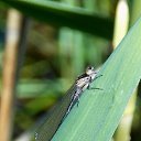 ���� �����, �����, 64 ���� - ��������� 9 ���� 2015 � ������ ����� ���� ���� (07.06.2015)�