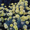 ���� ��������, ������ - ��������� 12 ���� 2015 � ������ �flowers�