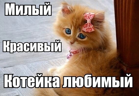 Картинки Люблю Котю