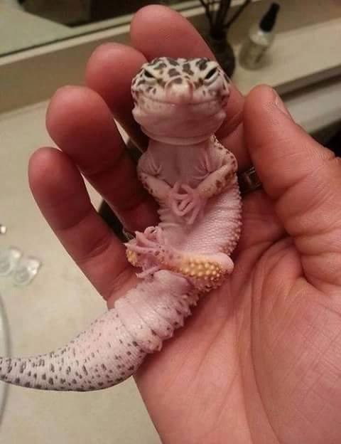    ,   )))))