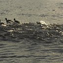 ���� �����, ������, 44 ���� - ��������� 15 ������� 2015 � ������ ���� ����������